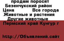 продам поросят .Безенчукский район  › Цена ­ 2 500 - Все города Животные и растения » Другие животные   . Пермский край,Кунгур г.